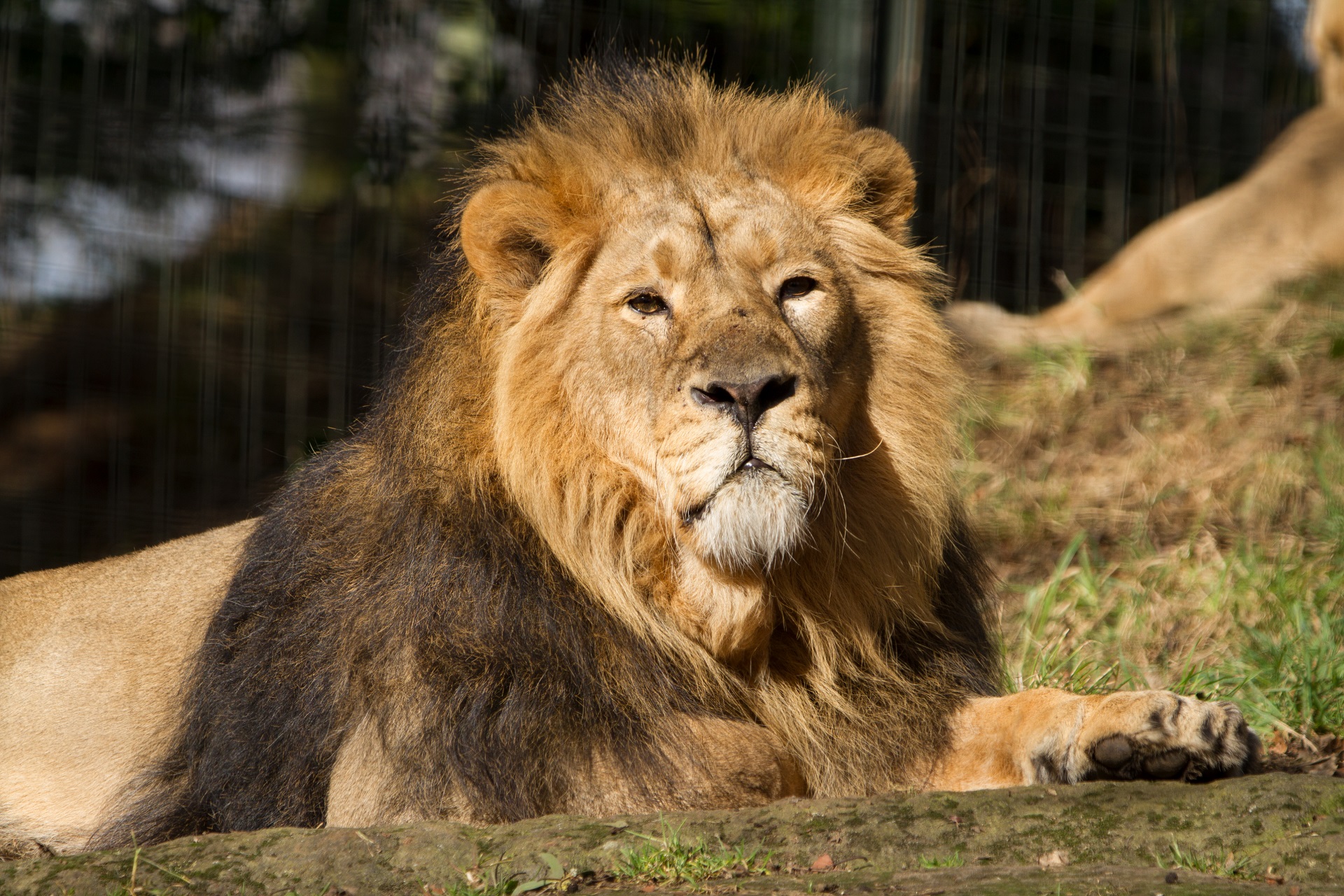 Asiatic lion Jayendra looking at the camera (eye contact). IMAGE: Laura Moore (2021)